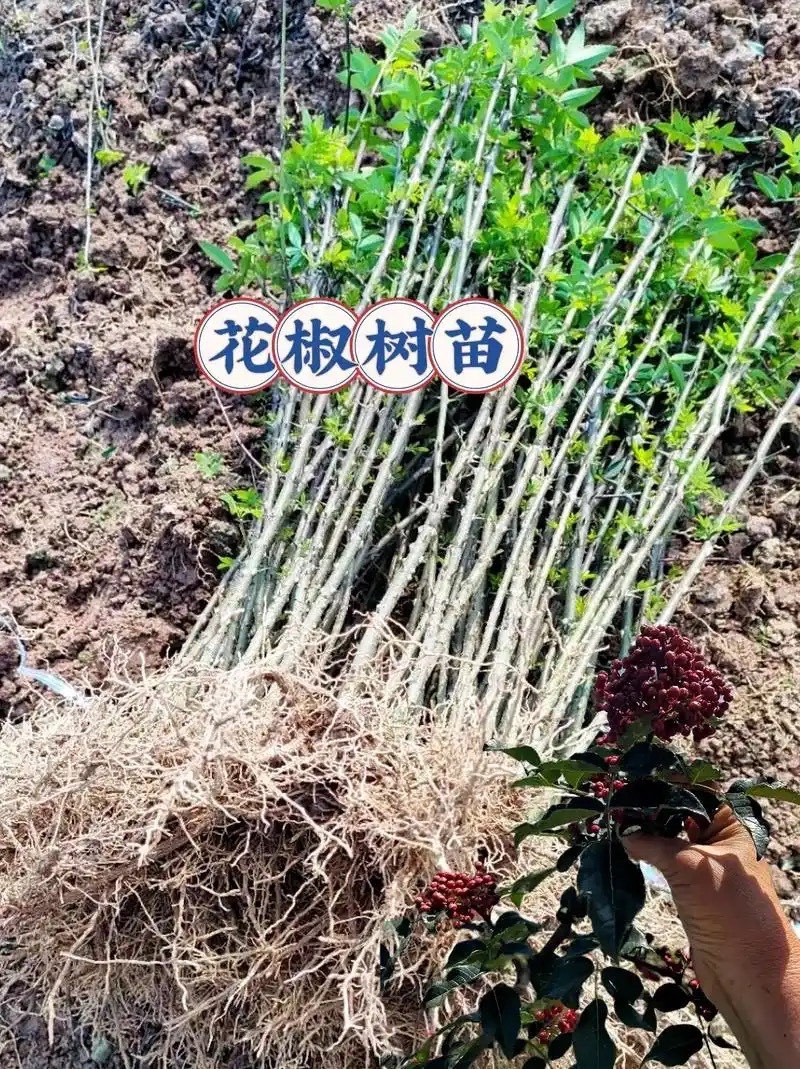 大红袍花椒苗，产地直销，量大从优，保湿发货