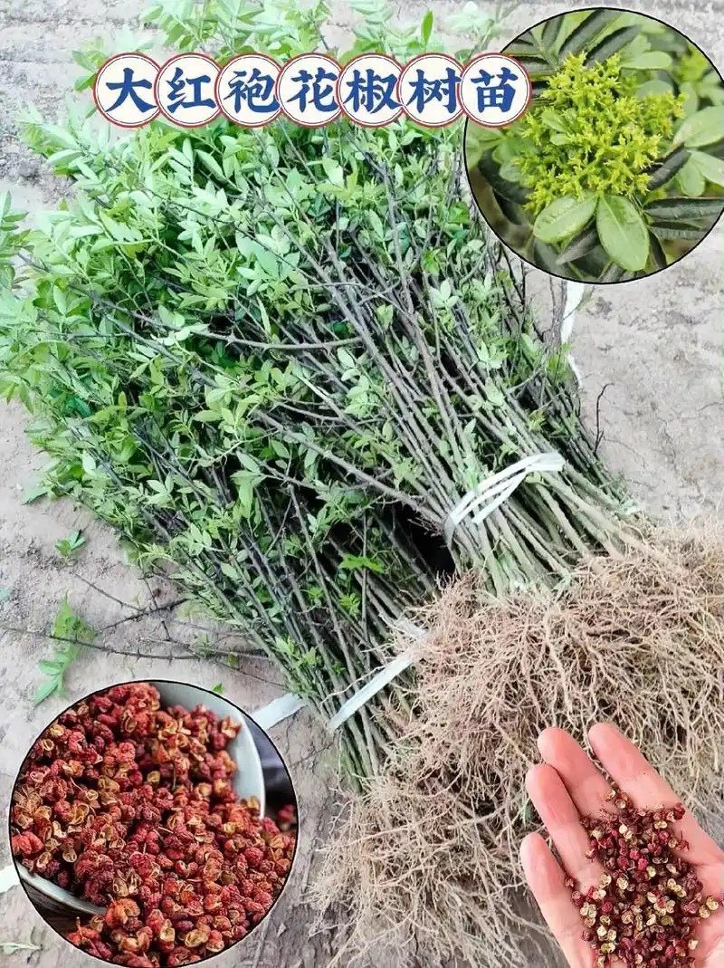 大红袍花椒苗，产地直销，量大从优，保湿发货