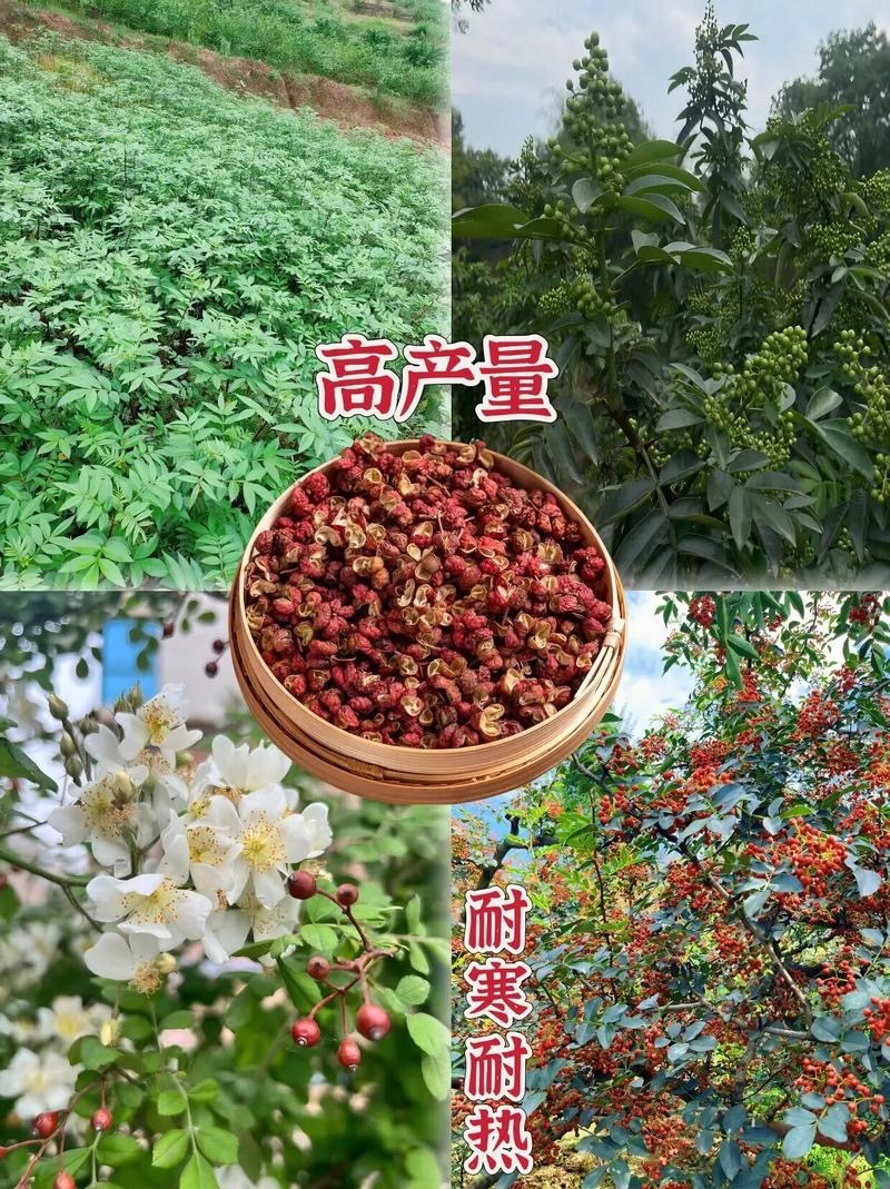大红袍花椒苗，产地直销，量大从优，保湿发货