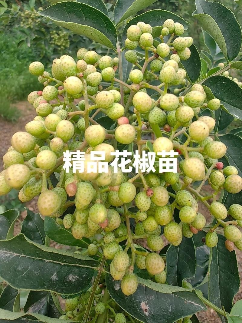 大红袍花椒苗，产地直销，量大从优，保湿发货