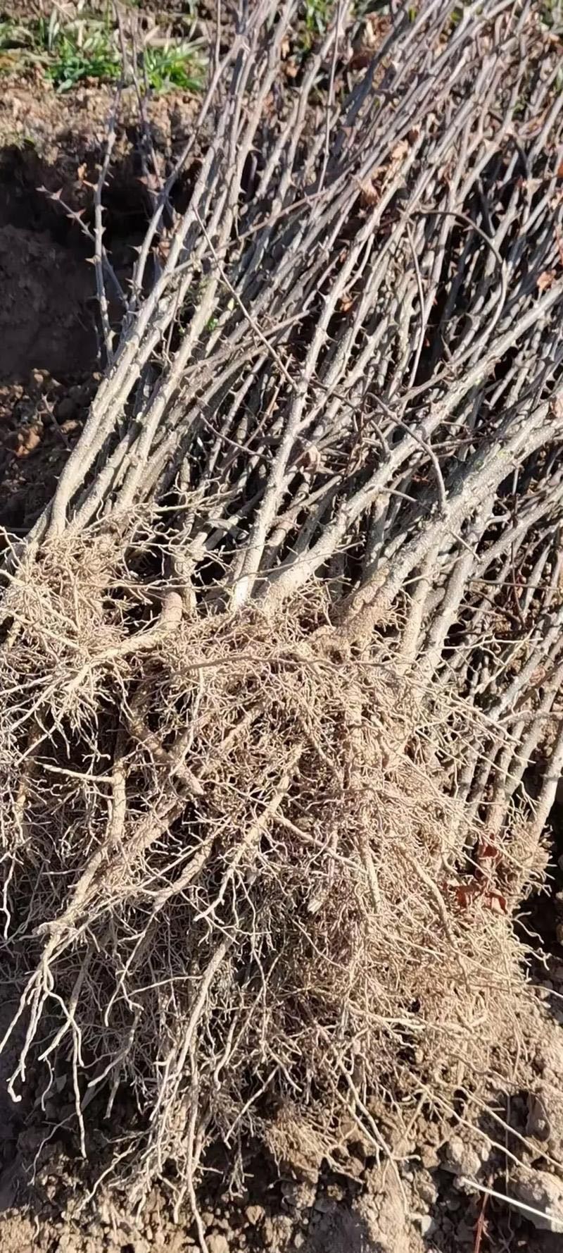 大红袍花椒苗，产地直销，量大从优，保湿发货