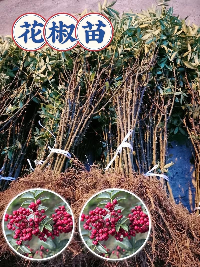 大红袍花椒苗，产地直销，量大从优，保湿发货