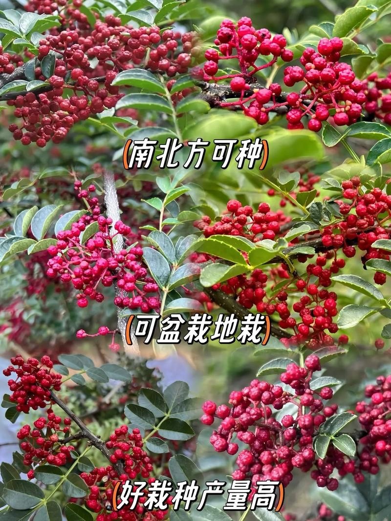 大红袍花椒苗，产地直销，量大从优，保湿发货