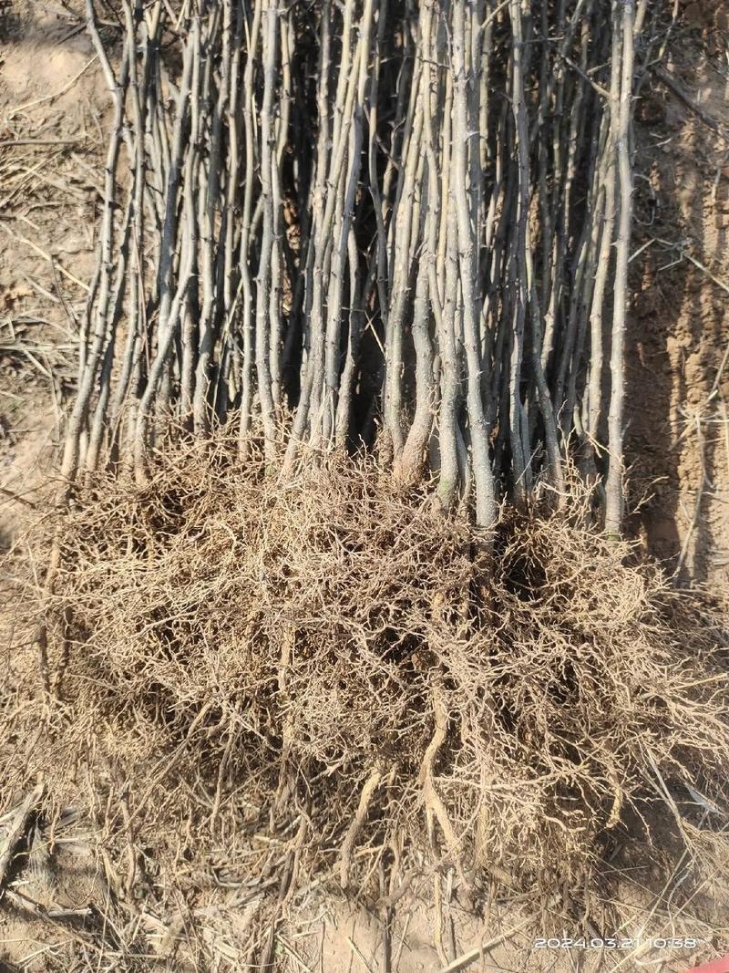 大红袍花椒苗，产地直销，量大从优，保湿发货