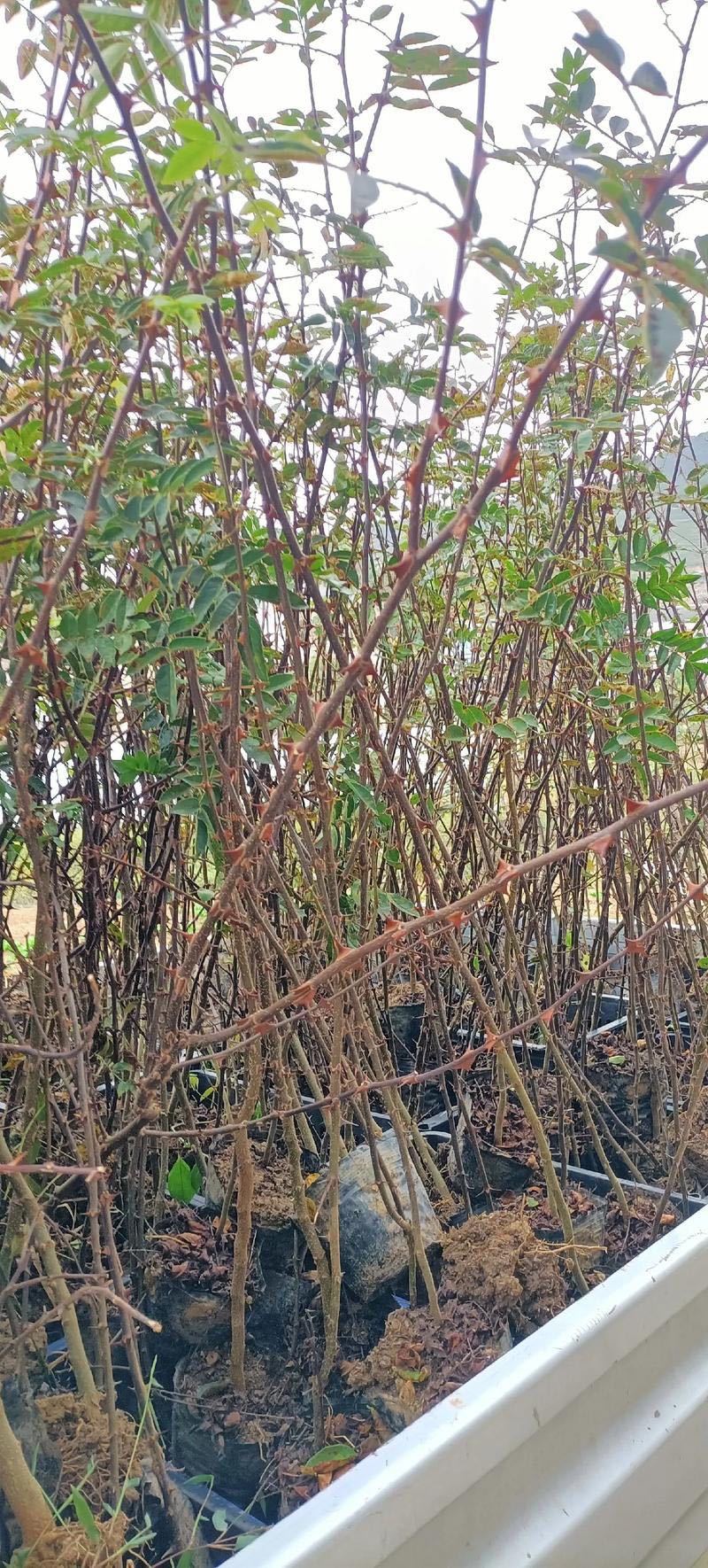 大红袍花椒苗，产地直销，量大从优，保湿发货