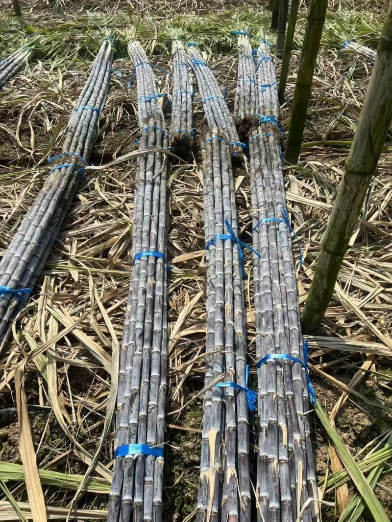 翁英两县黑皮甘蔗大量上市现货可对接电商商超大宗批发