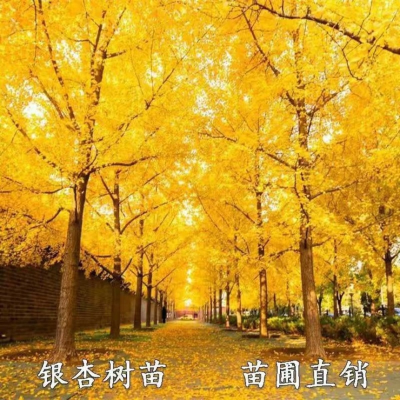 金叶银杏树苗白果活苗庭院别墅绿化苗木行道树