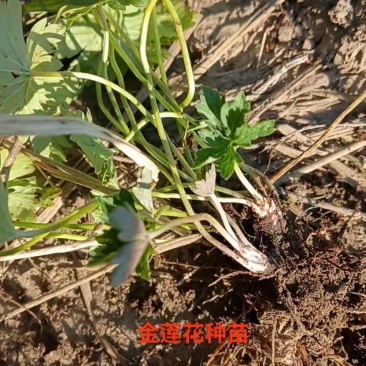 金莲花种苗