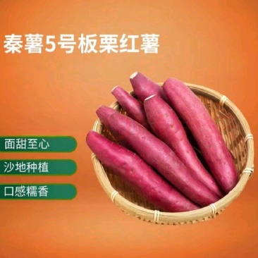 秦薯5号板栗红薯自家种植价格便宜欢迎来电采购