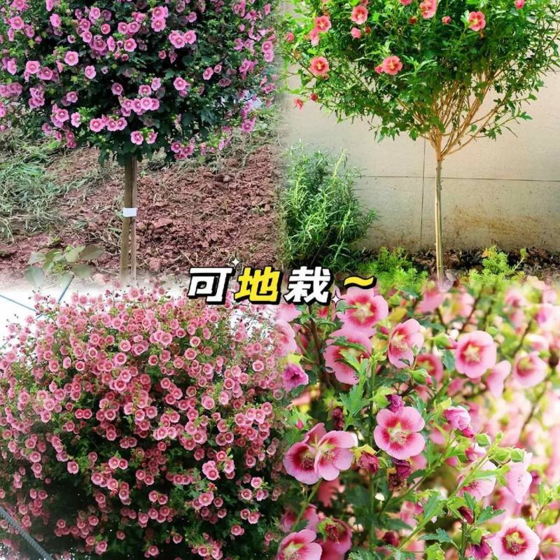 木槿花盆栽重瓣树苗蓝雪花四季小木槿棒棒糖小苗