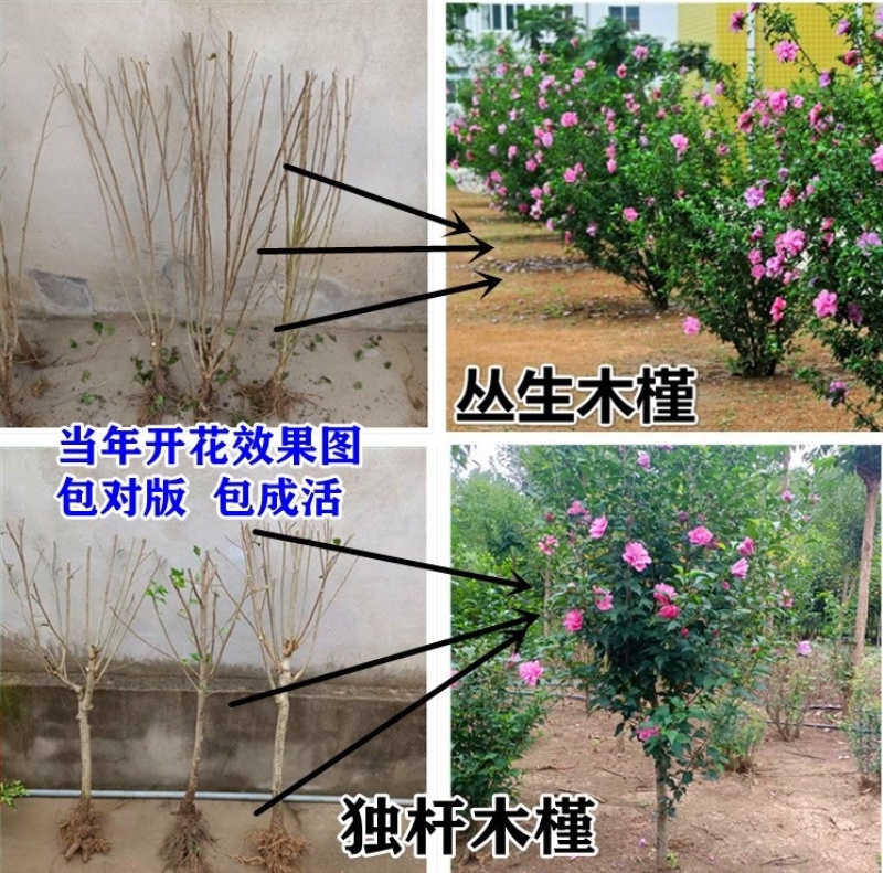 木槿花盆栽重瓣树苗蓝雪花四季小木槿棒棒糖小苗