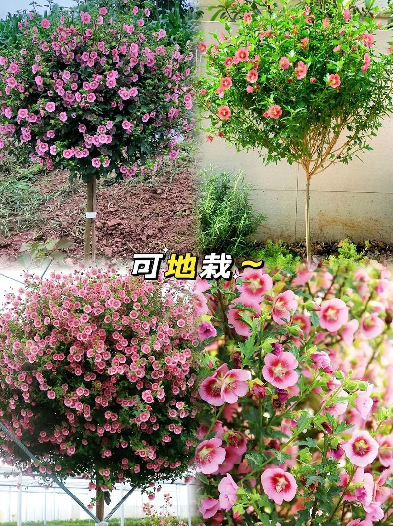 木槿花盆栽重瓣树苗蓝雪花四季小木槿棒棒糖小苗