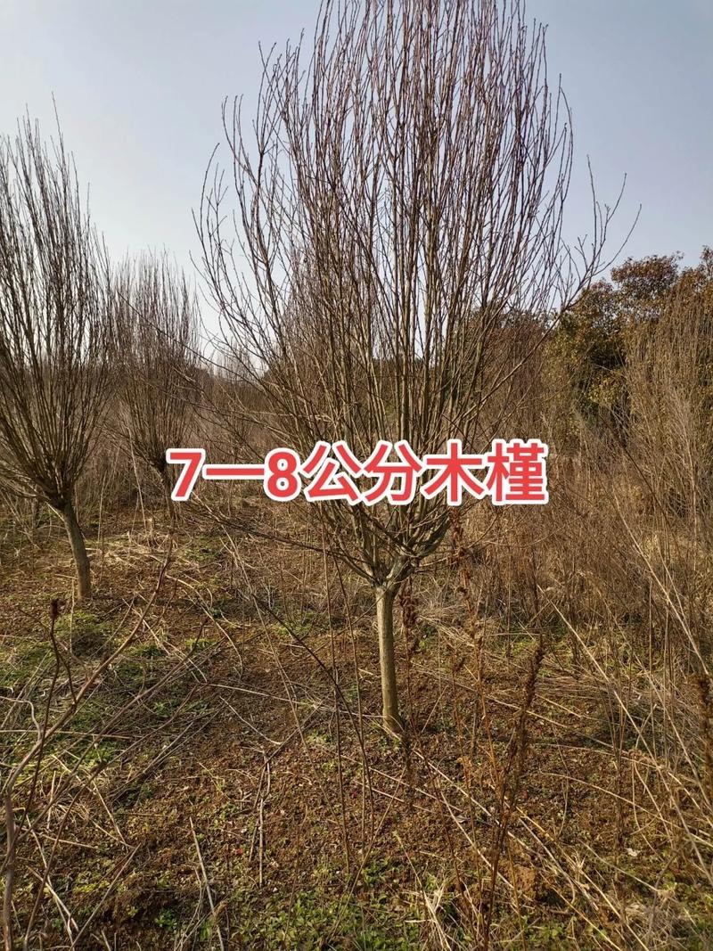 木槿花盆栽重瓣树苗蓝雪花四季小木槿棒棒糖小苗