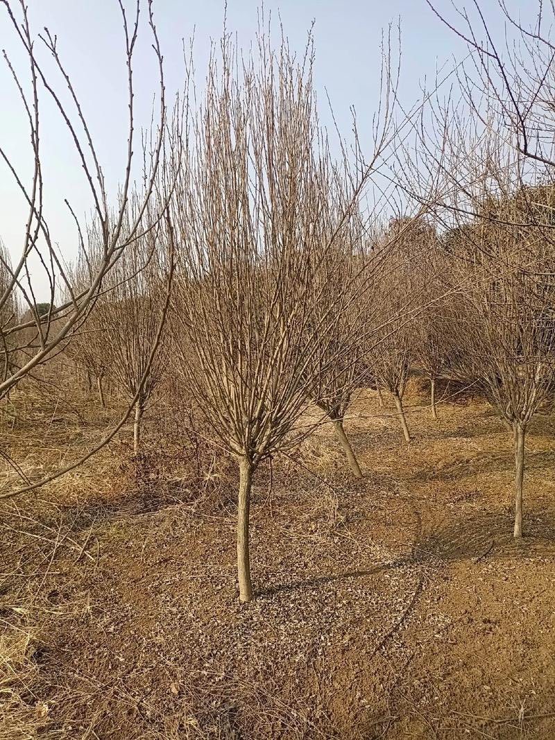 木槿花盆栽重瓣树苗蓝雪花四季小木槿棒棒糖小苗