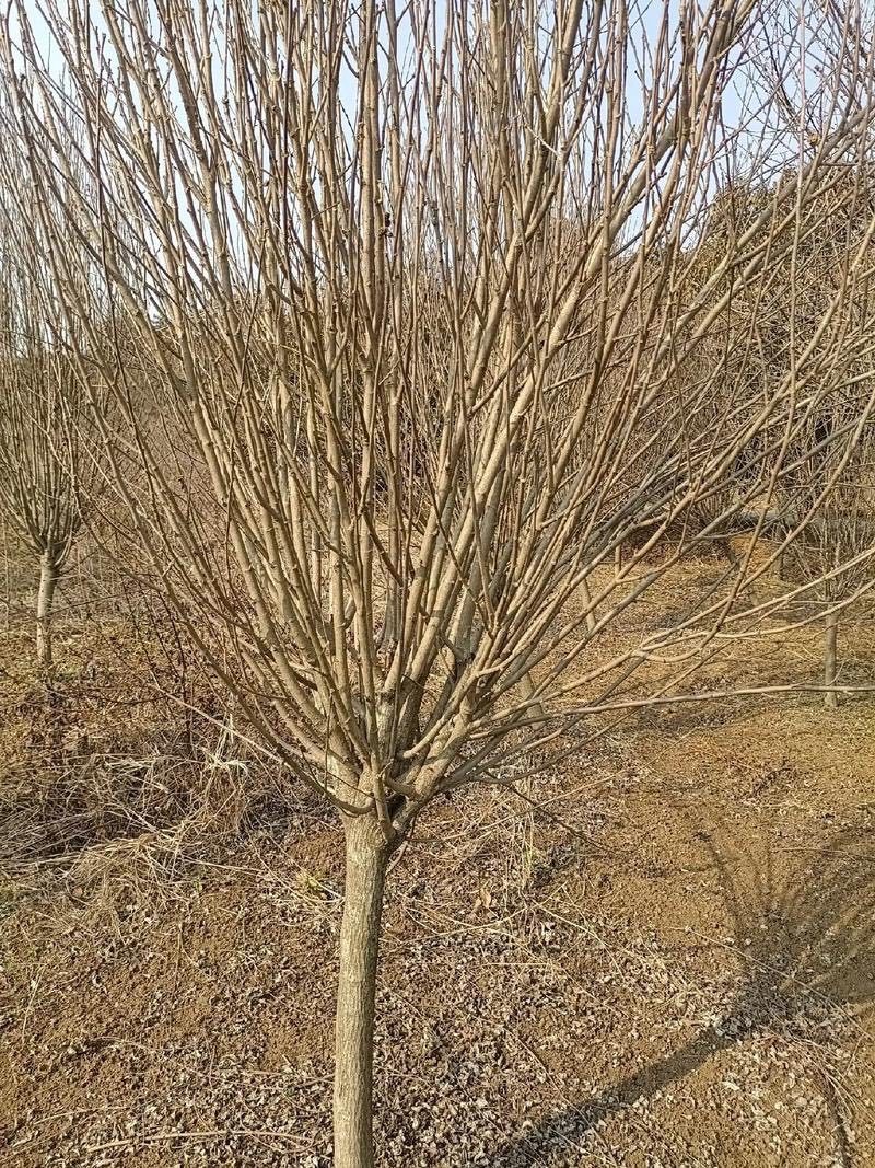 木槿花盆栽重瓣树苗蓝雪花四季小木槿棒棒糖小苗