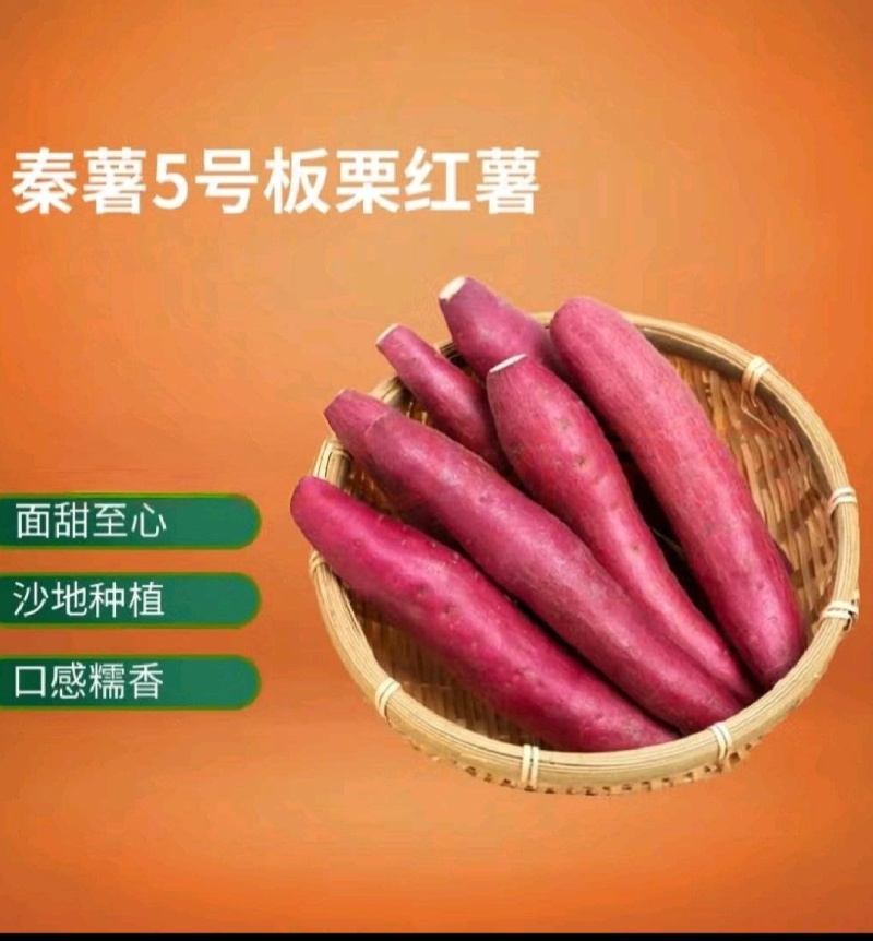 秦薯5号板栗红薯自家种植价格便宜欢迎来电采购
