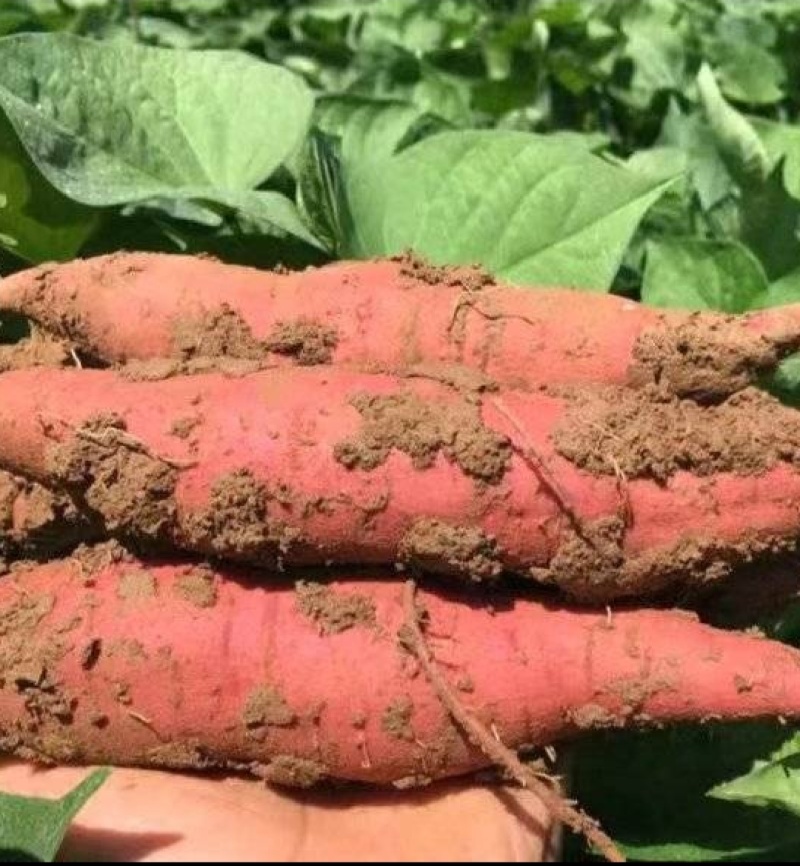 秦薯5号板栗红薯自家种植价格便宜欢迎来电采购