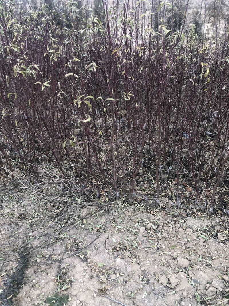 薄皮巴旦木苗纸皮巴旦木树苗巴旦木苗树苗
