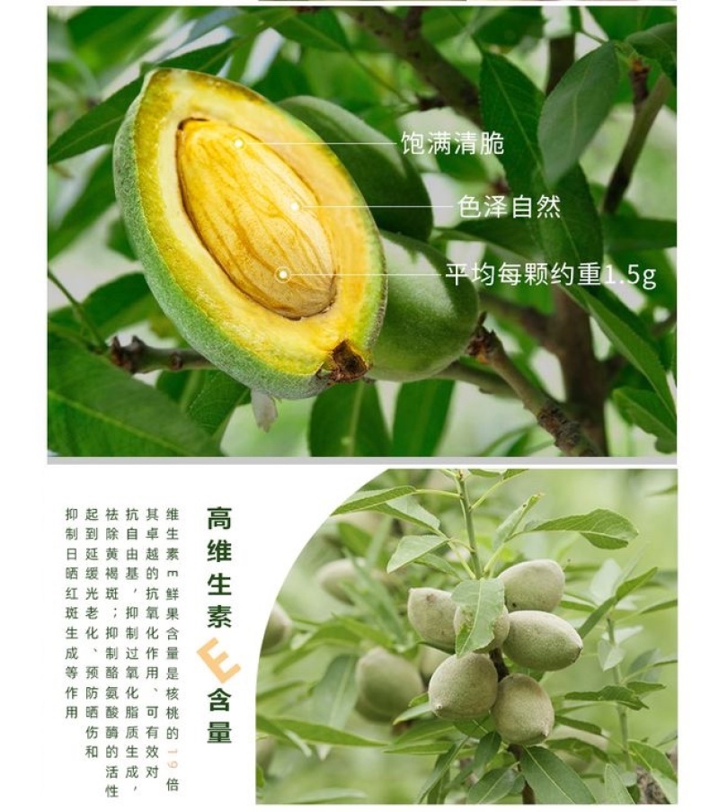 薄皮巴旦木苗纸皮巴旦木树苗巴旦木苗树苗