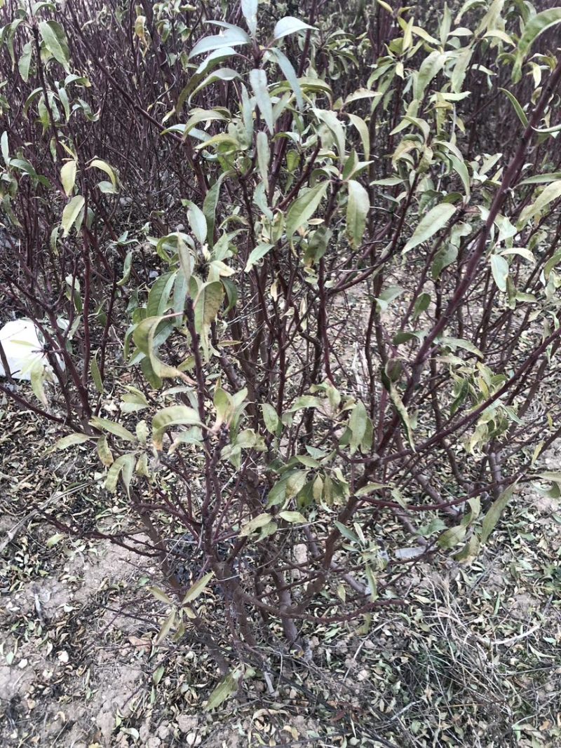 薄皮巴旦木苗纸皮巴旦木树苗巴旦木苗树苗