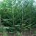 农村臭椿树乡土植物树木椿树苗南北方种植景观绿化树木