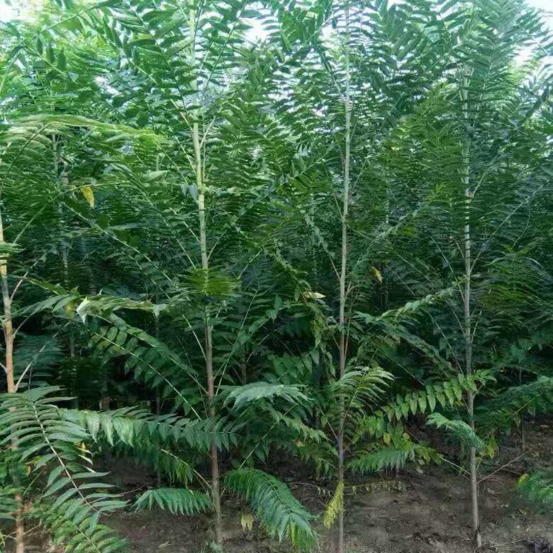 农村臭椿树乡土植物树木椿树苗南北方种植景观绿化树木