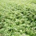 农村臭椿树乡土植物树木椿树苗南北方种植景观绿化树木