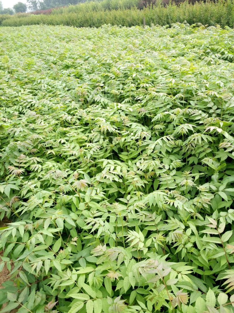 农村臭椿树乡土植物树木椿树苗南北方种植景观绿化树木