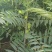 农村臭椿树乡土植物树木椿树苗南北方种植景观绿化树木
