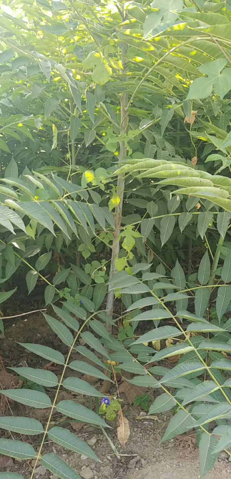 农村臭椿树乡土植物树木椿树苗南北方种植景观绿化树木
