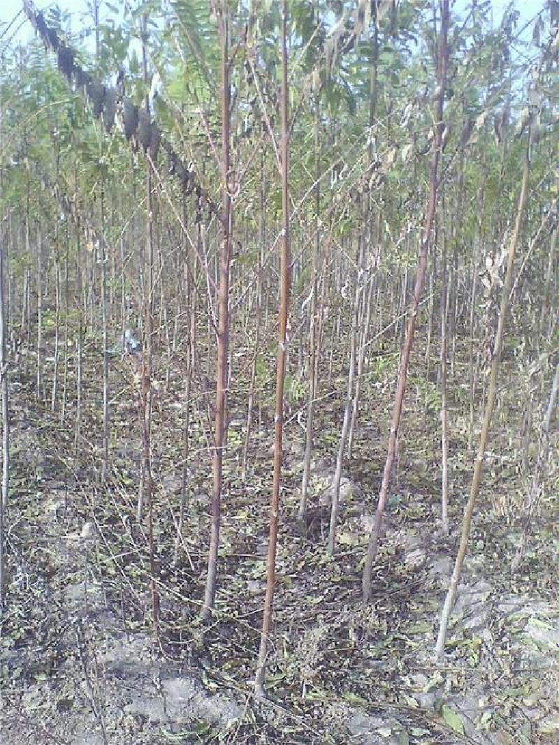 农村臭椿树乡土植物树木椿树苗南北方种植景观绿化树木