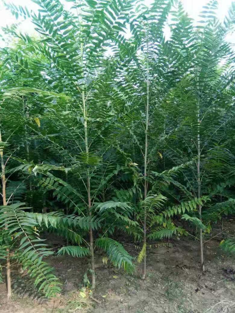 农村臭椿树乡土植物树木椿树苗南北方种植景观绿化树木
