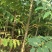 农村臭椿树乡土植物树木椿树苗南北方种植景观绿化树木
