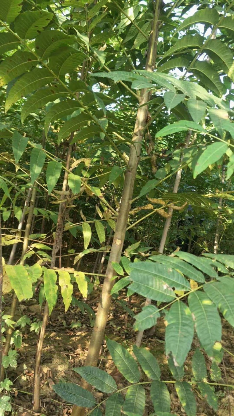 农村臭椿树乡土植物树木椿树苗南北方种植景观绿化树木