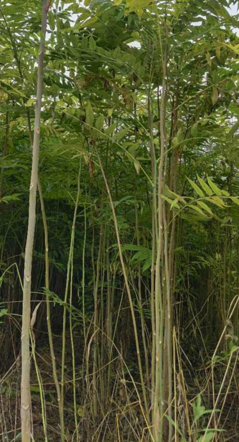 农村臭椿树乡土植物树木椿树苗南北方种植景观绿化树木