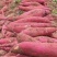 秦薯5号板栗红薯自家种植价格便宜欢迎来电采购