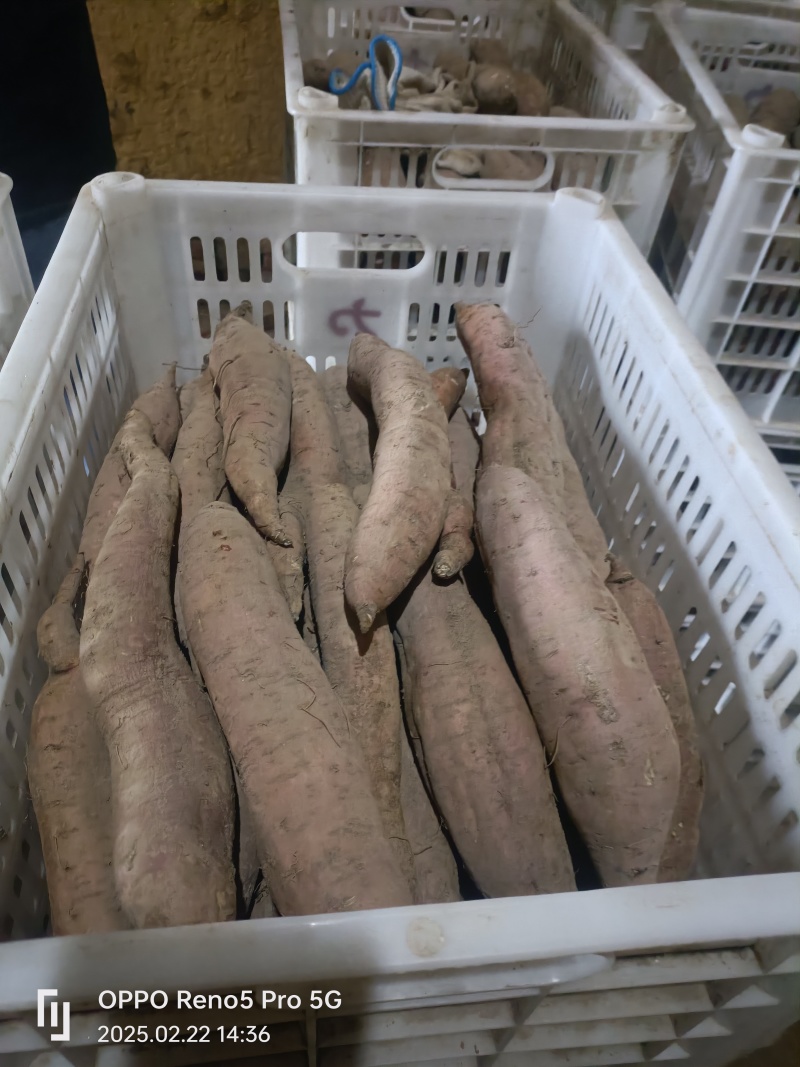 秦薯5号板栗红薯自家种植价格便宜欢迎来电采购
