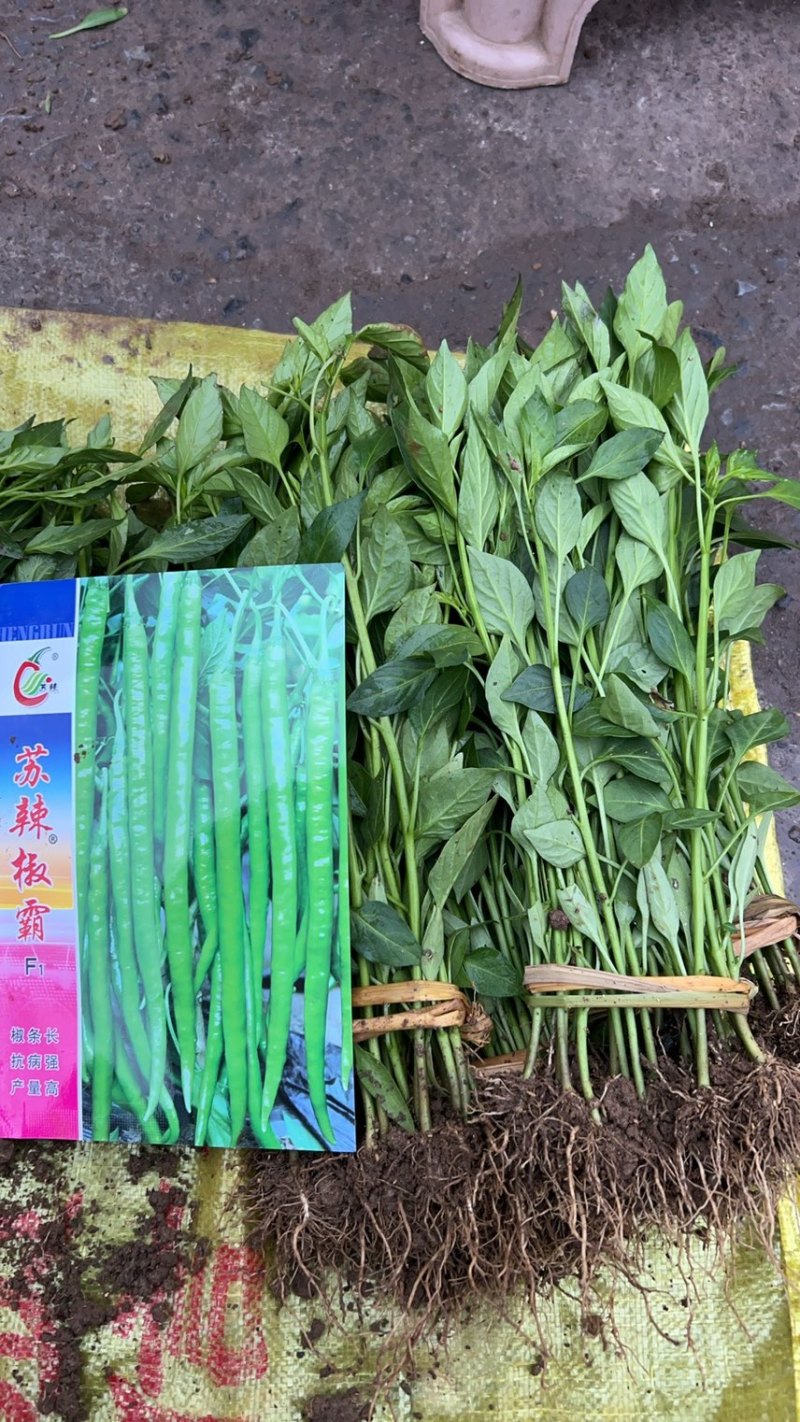 二荆条辣椒苗，（薄皮，高产，适合大部分地区栽种）