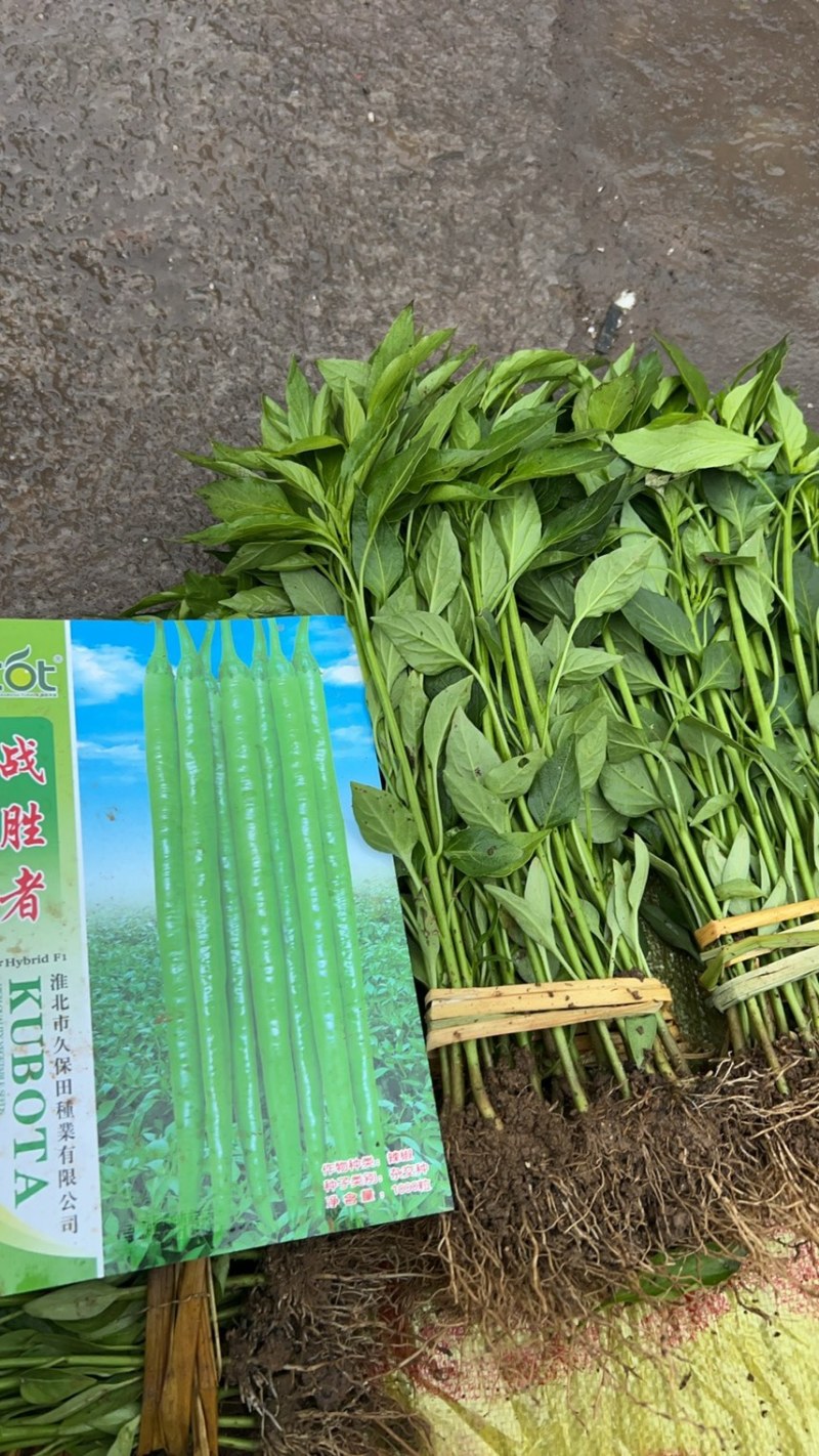 二荆条辣椒苗，（薄皮，高产，适合大部分地区栽种）