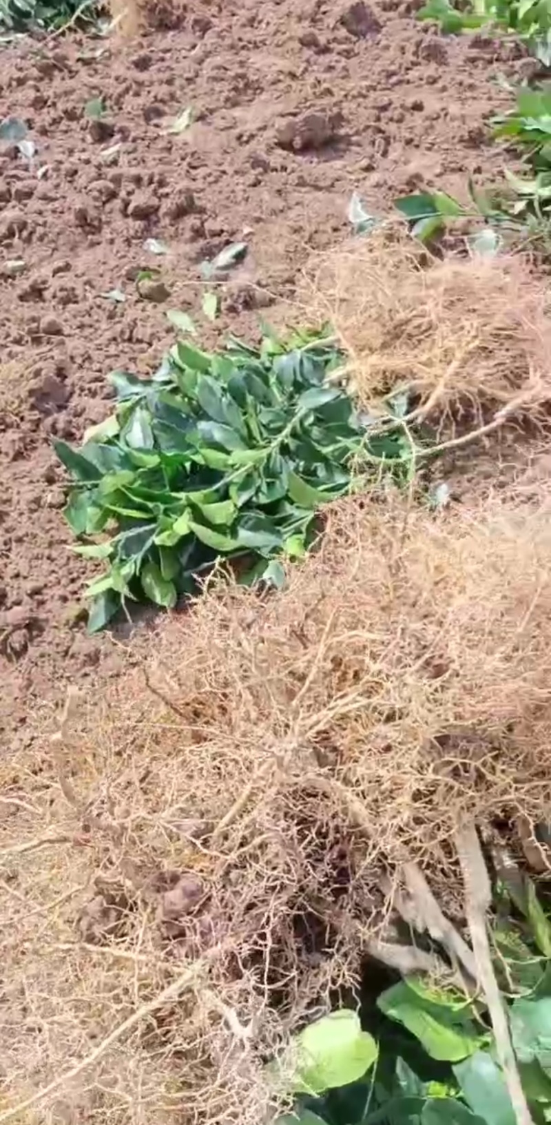 热卖《红美人》柑橘苗一年二年均有基地直发假一赔十欢迎选购