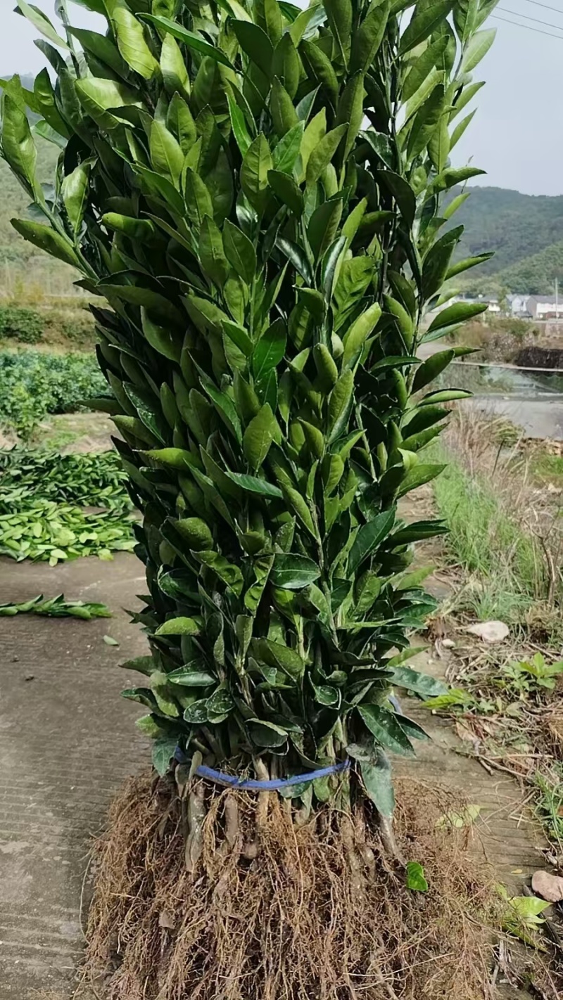 热卖《红美人》柑橘苗一年二年均有基地直发假一赔十欢迎选购