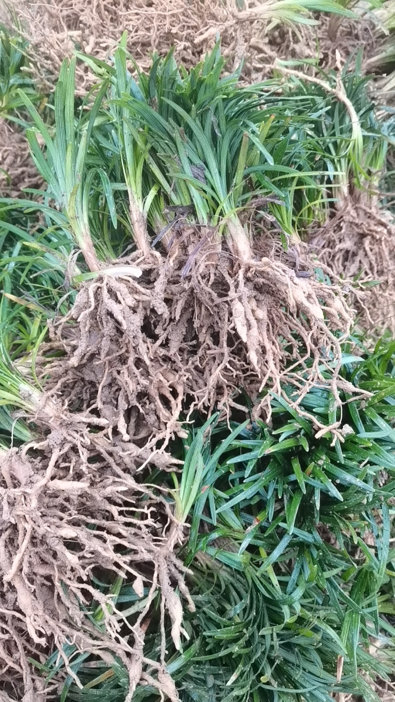 玉龙草草坪量大质优价格优惠一手货源欢迎咨询采购