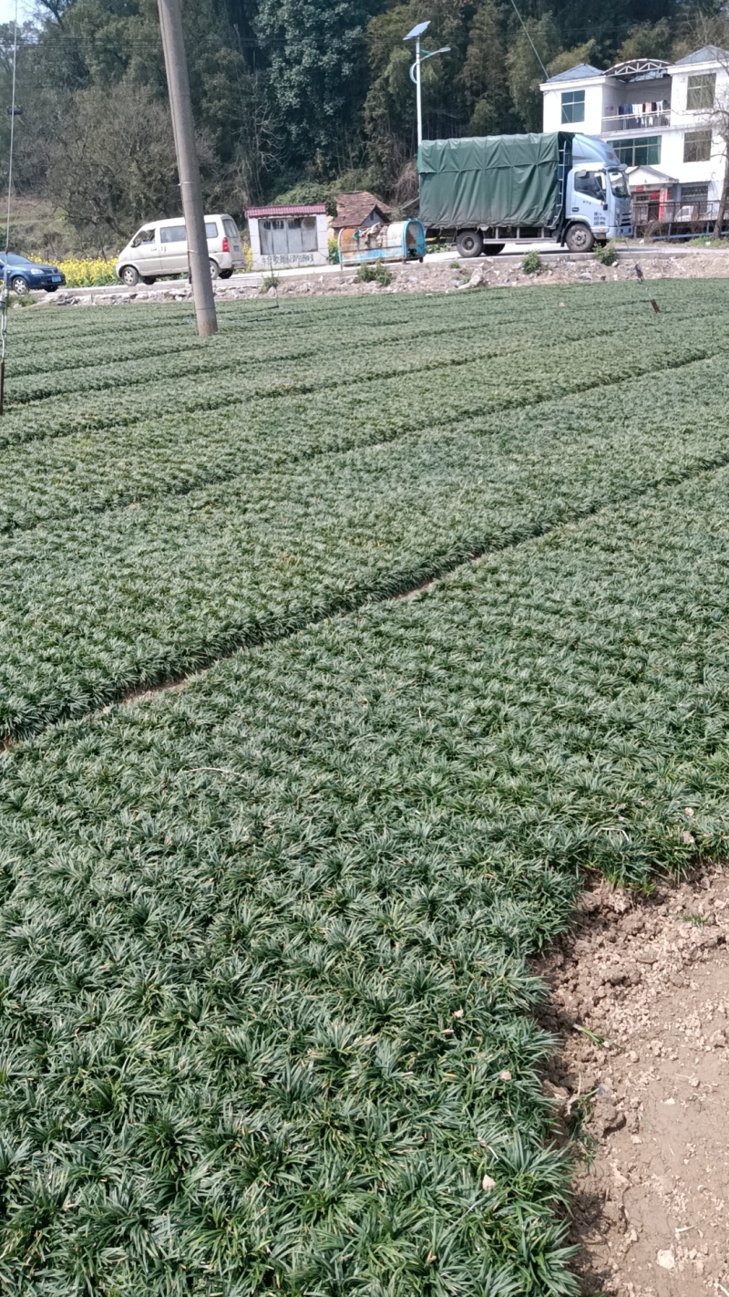 玉龙草草坪量大质优价格优惠一手货源欢迎咨询采购