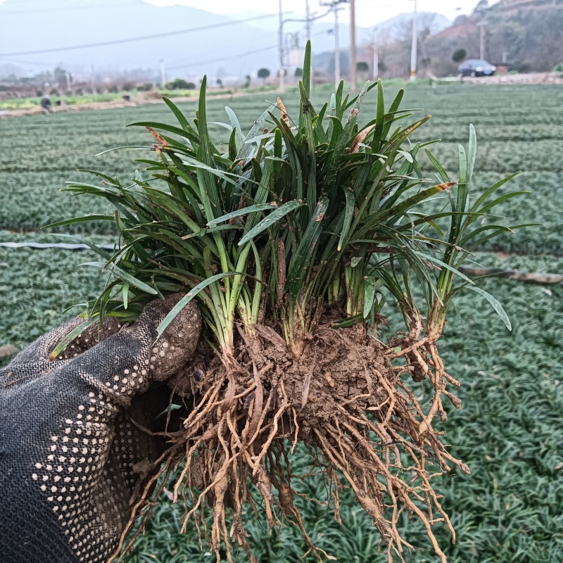 玉龙草草坪量大质优价格优惠一手货源欢迎咨询采购