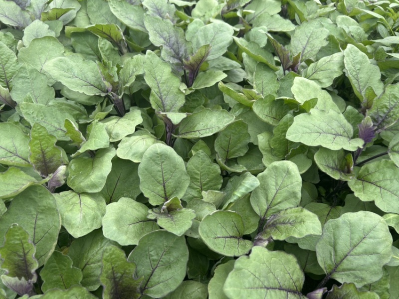 茄子苗，黑美人，黑丽长，紫红长茄苗，基地直供