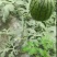精品玉菇甜瓜大量有货欢迎各位老板前来选购