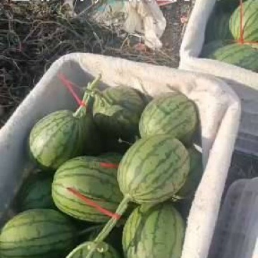 精品玉菇甜瓜大量有货欢迎各位老板前来选购