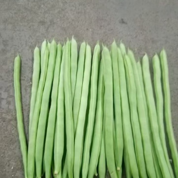 四季豆好货中货垃圾多的很