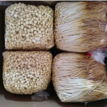 金针菇