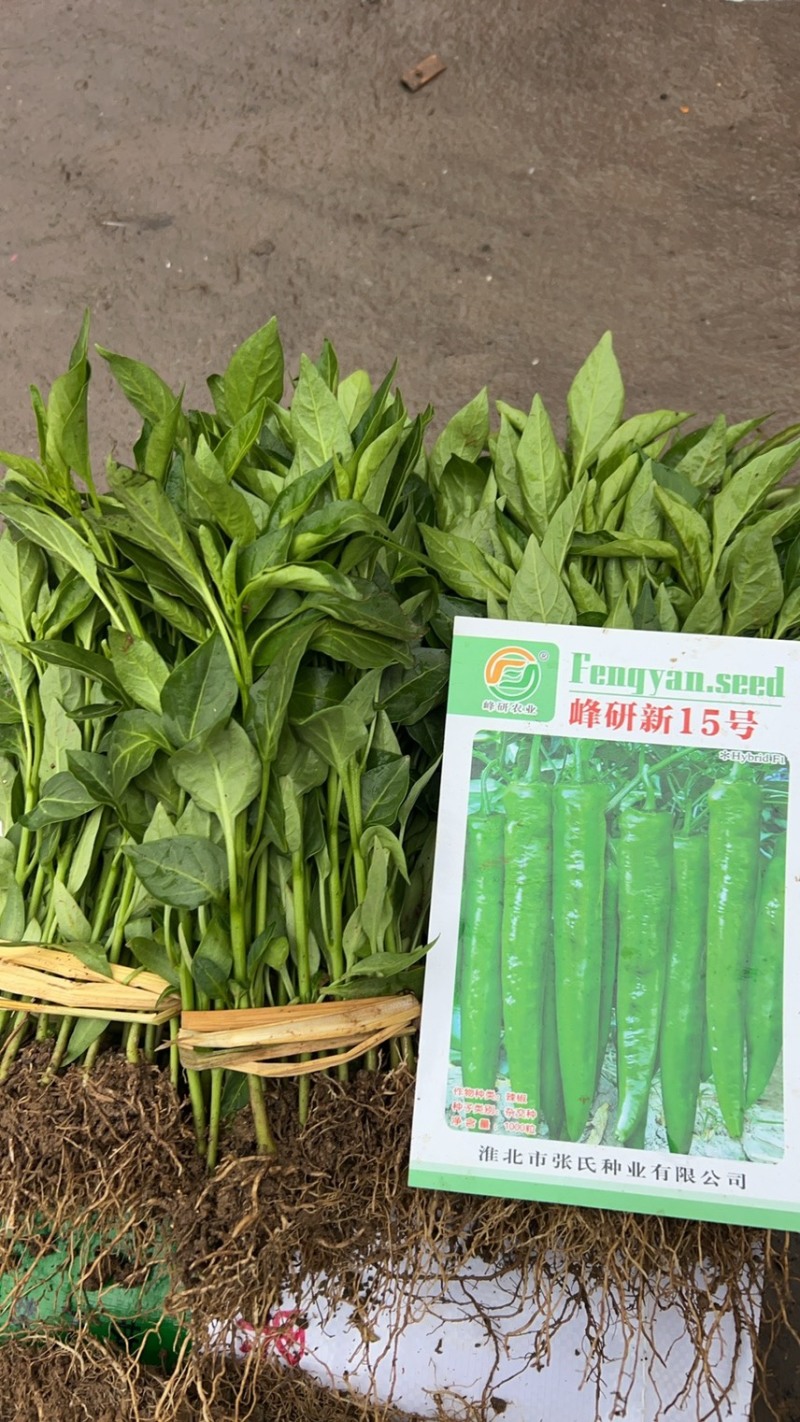 青椒苗，果大肉薄，微辣，产量高
